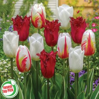 Canadian Freedom Tulip Blend Thumbnail